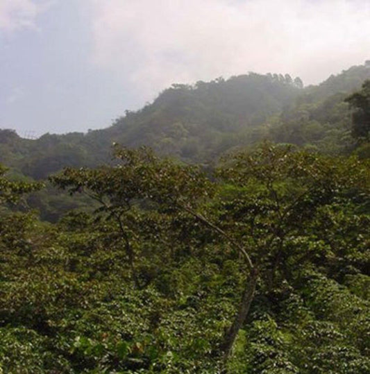 グァテマラ・アルト・トーマス 農園 200g(シティロースト)