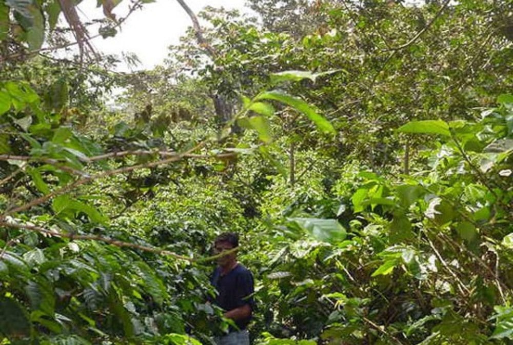 グァテマラ・アルト・トーマス 農園 200g(シティロースト)