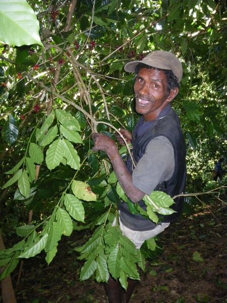 東ティモール 200g(ハイロースト)アメリカンコーヒー 有機栽培 / フェアトレード