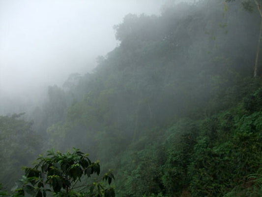 コロンビア・ロスブルカネス農園 200g(限定30セット)
