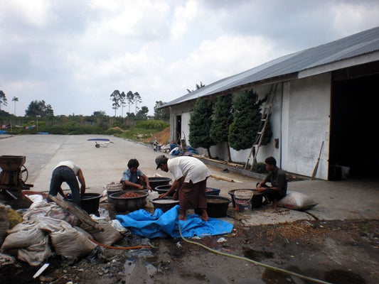 スマトラタイガー・グレイ プロ仕様 200g (フルシティロースト)