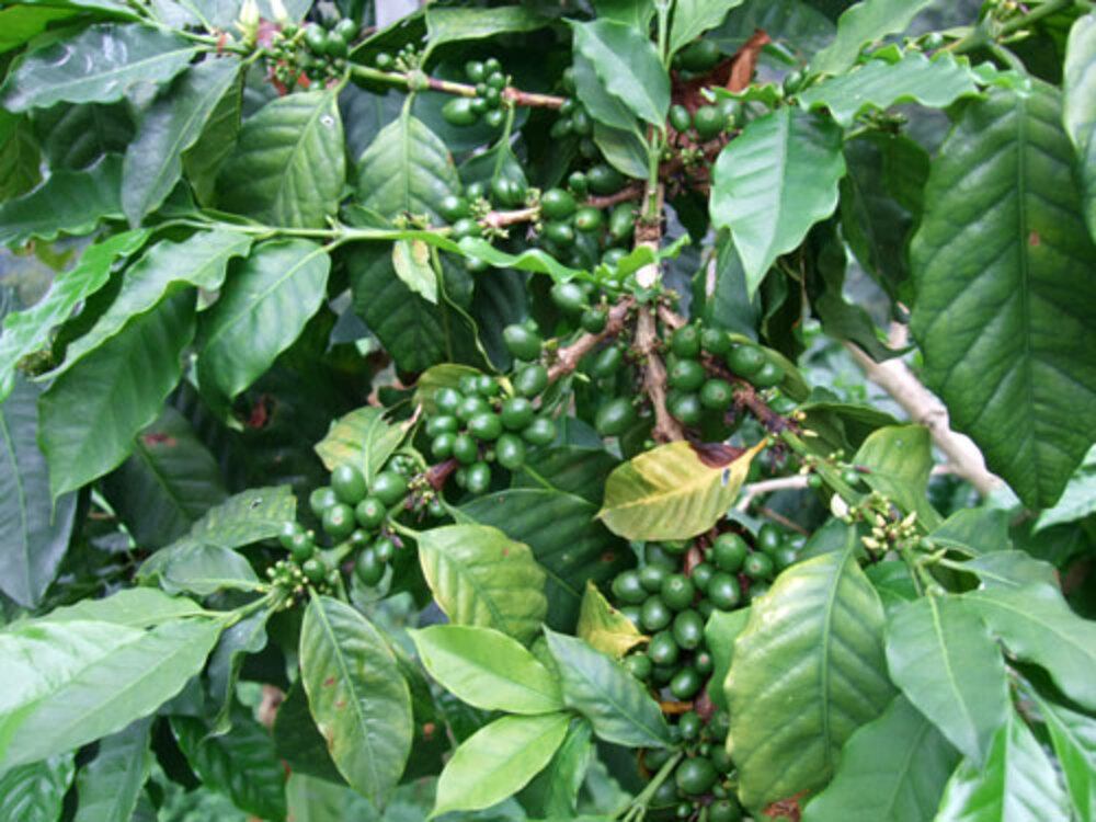 コロンビア・ロスブルカネス農園 200g（限定30セット）