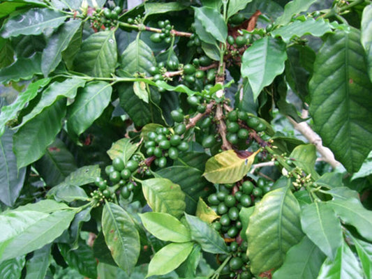 コロンビア・ロスブルカネス農園 200g（限定30セット）