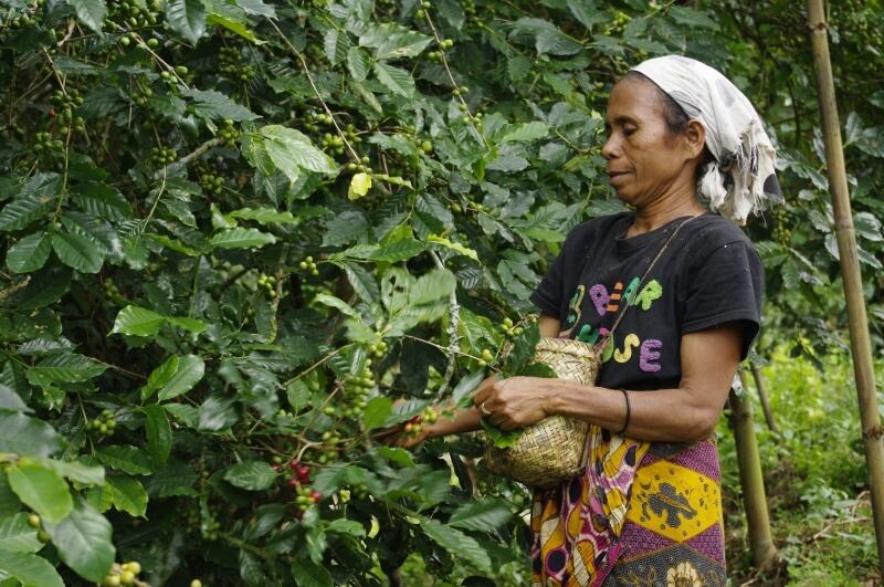 東ティモール 200g（ハイロースト）アメリカンコーヒー 有機栽培 / フェアトレード