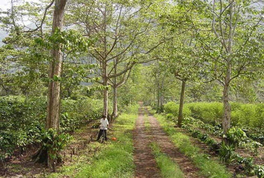 グァテマラ・アルト・トーマス 農園 200g（シティロースト）