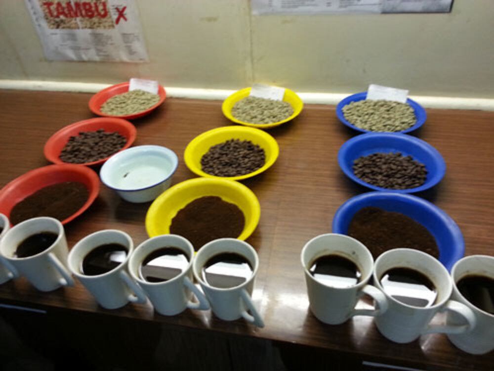 スマトラタイガー・グレイ プロ仕様 200g （フルシティロースト）