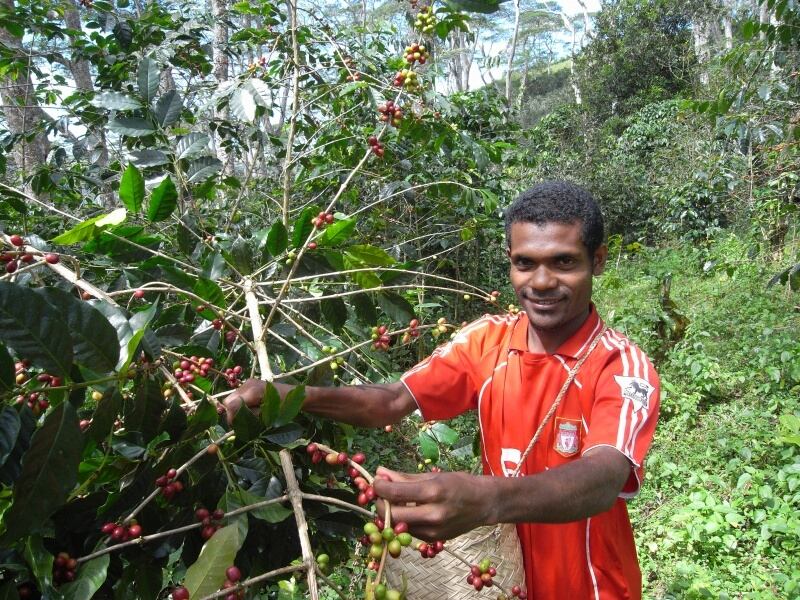 東ティモール 200g（ハイロースト）アメリカンコーヒー 有機栽培 / フェアトレード