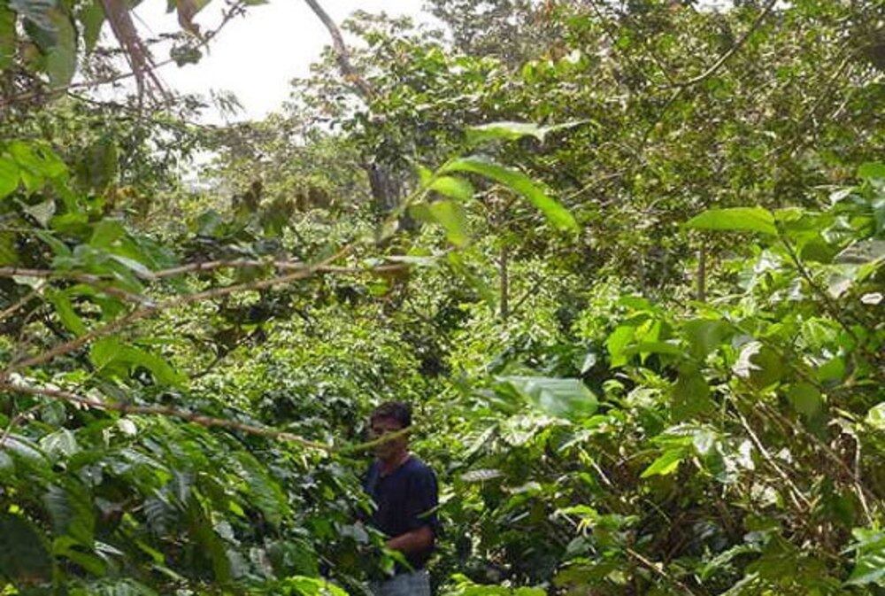 マンデリン・リントン・トバコ 200g