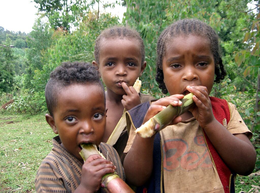 エチオピア・ウェギッダーブルー農園 200g（シティロースト）新作 / 限定120 kg